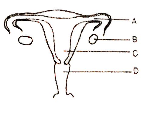 The Diagram Shows Female Reproductive System Name The Parts Labelled