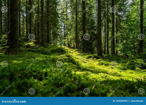 Beautiful Green Mossy Forest In Sweden Stock Image Image Of Light