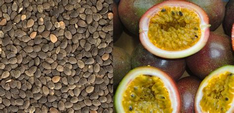 Dried Passion Fruit Seeds Greenfield