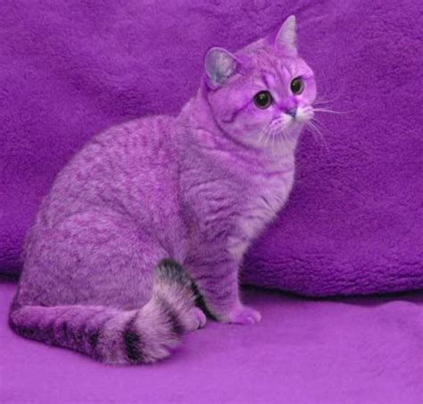 Purple Cat With Purple Background Purple Cat Cats Cute Animals