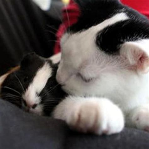 Cat And Guinea Pig Unlikely Friendship Love Meow