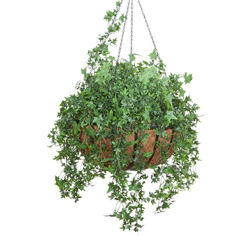 Uv Outdoor Rated English Ivy Arranged In Hanging Basket