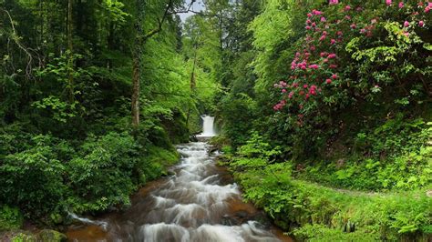 Waterfall Stream Between Green Trees In Forest Hd Nature Wallpapers