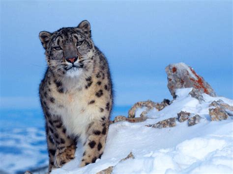 Snow Leopard Species Wwf