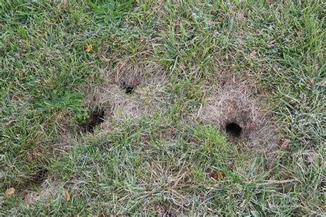 Small Holes In Lawn Overnight Care Lawn Care Garden Tips