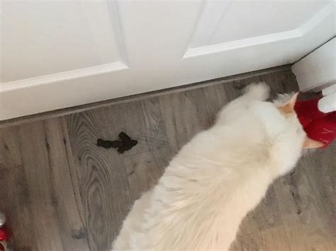 My Cat Is Pooping On The Floor Annekopeikin