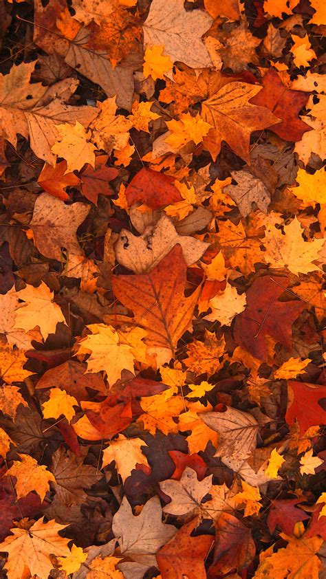 Fall Leaves Wallpaper 73 Images
