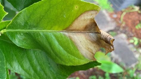 Lemon Tree Leaves Turning Brown Top 7 Causes And Solutions Eco