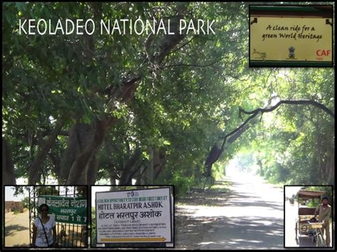 Keoladeo National Park Bharatpur Gounesco Go Unesco