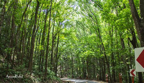 Bilar Man Made Forest Around Bohol