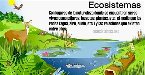 Qu Es Un Ecosistema Para Ni Os Ecosistemas