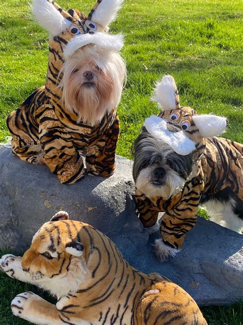 Tiger Dog Costume Made To Fit Dogs Up To 15 Lbs