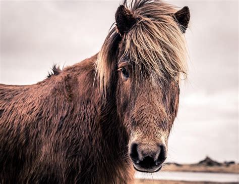 Everything About Icelandic Horses