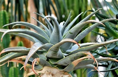 Agave Plants Care Growing Guide And Facts I Theplantsfact