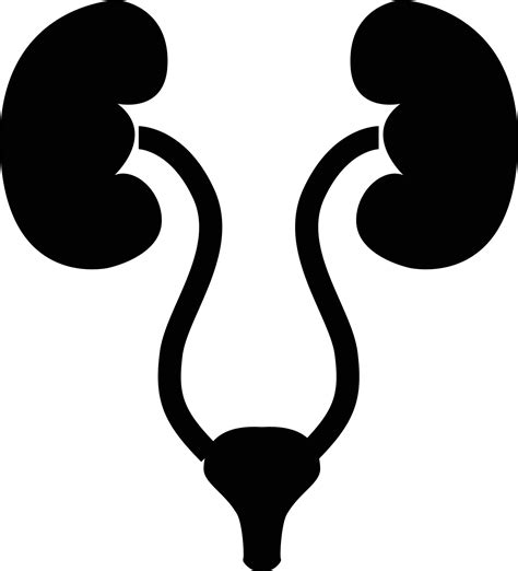 Human Kidneys And Bladder Icon On White Background Urology Logo