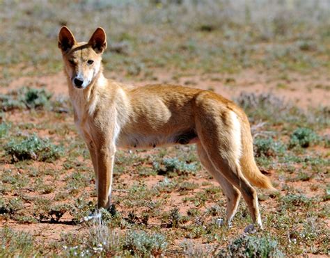 She is the author of the ethiopian wolf: Western Australian wild dog control gets $19.94m boost ...