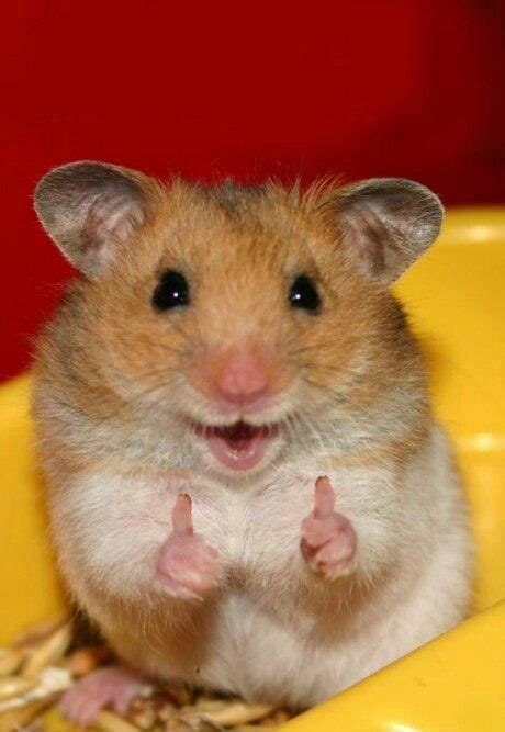 Oh And Just One More Thing Cute Hamsters Funny Hamsters Cute