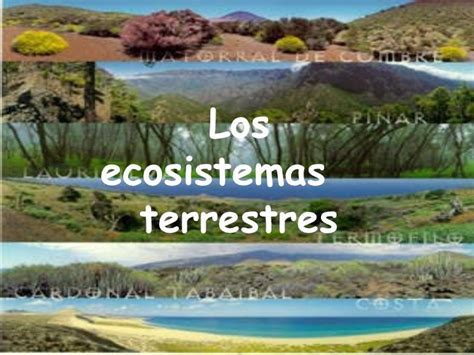 Ecosistema Terrestre Imagui