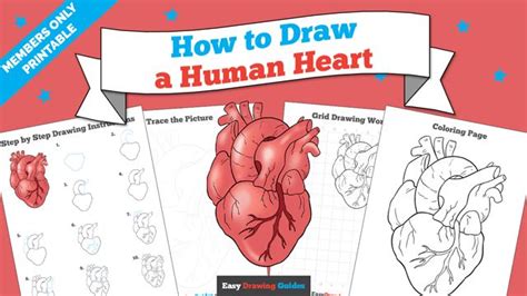 How To Draw A Human Heart Really Easy Drawing Tutorial Drawing