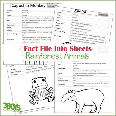 Rainforest Animals Fact Files 3 Boys And A Dog Shop