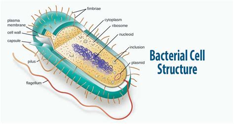 Bacterial Cell Structure And Function