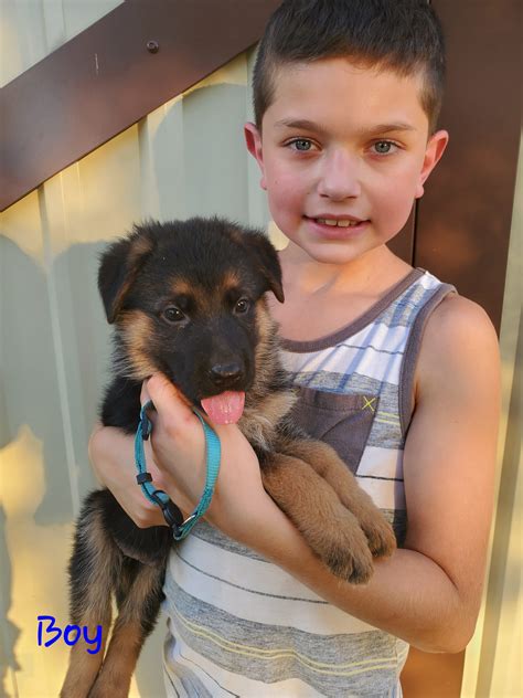 Heritage Hills Ranch German Shepherd Puppies For Sale In Texas