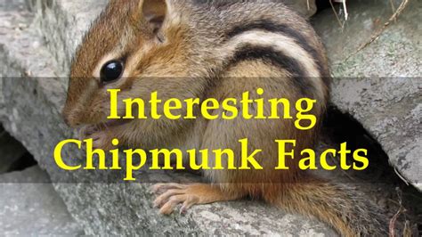 Interesting Chipmunk Facts Youtube