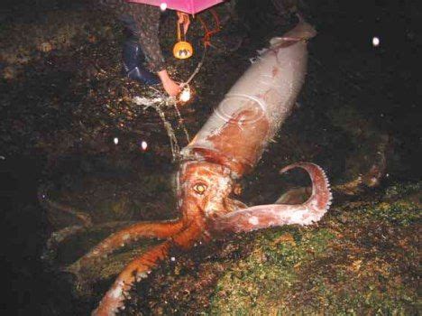 This beast has eyes as big as volleyballs and ten tentacles covered with rows of powerful suckers that latch on with a deadly grip. Giant Squid Are Killed By Ocean Noise Pollution, Study ...