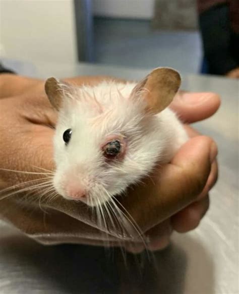 Hamsters Eye Removed After Being Improperly Handled And Squeezed Tightly
