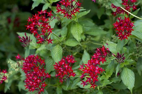 Small Red Flowering Plant Stock Image Image Of Dark 125360111