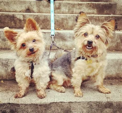 Yorkie Pom All You Need To Know About The Yorkie Pomeranian Mix K9 Web