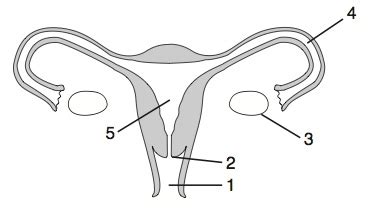 The diagram below shows the female reproductive system. Human Body Systems Jeopardy Jeopardy Template
