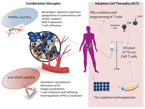 Ijms Free Full Text Ovarian Cancer Immunotherapy Turning Up The Heat