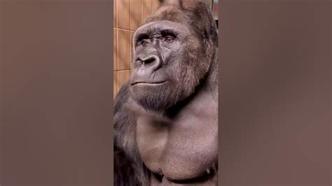 Gorilla Fart Goes Horribly Wrong 😂 Trending Funny Viral Shortvideo