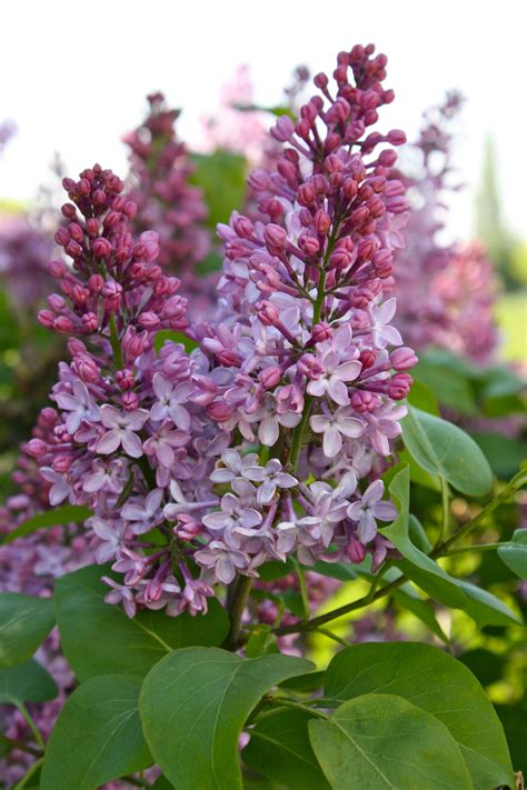 The Farm Chicks Beautiful Flowers Lilac Scent Garden