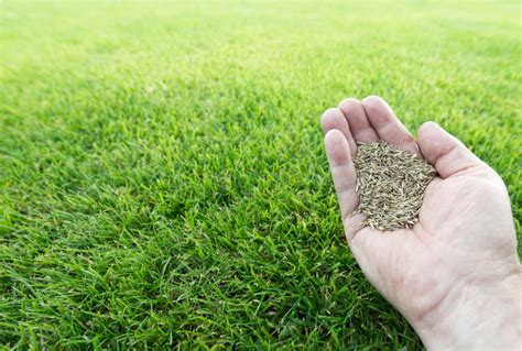 Best Grass Seed For Michigansrzphp