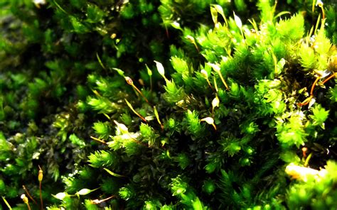 2560x1600 Px Close Green Macro Moss Nature Plants Up High