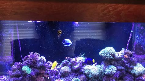 Joel K 210 Gallon Reef Aquarium Update Youtube