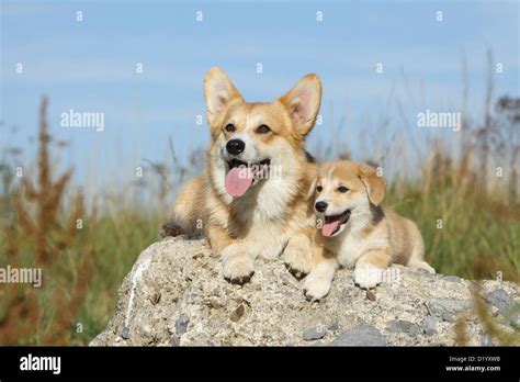 Dog Pembroke Welsh Corgi Adult And Puppy Lying On A Rock Stock Photo