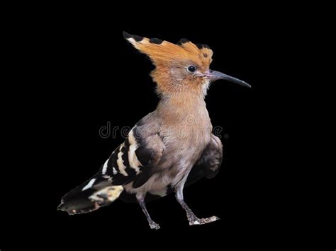 Bird Hoopoe Isolated At Black Stock Photo Image Of Asian Common