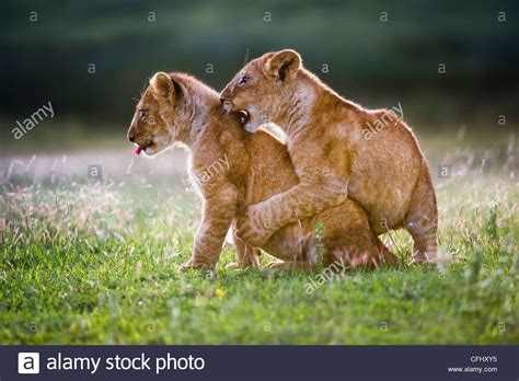 African Lion Cubs Around 4 Month Old Cub Playing Together