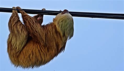 Folivora Sloth Los Folívoros Folivora O Filófagos Phyll Flickr