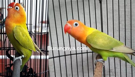 Pakan lovebird terbagi menjadi 2 yaitu makanan pokok dan makanan tambahan (ekstra food). 5 Ciri Lovebird Fighter Mental Petarung yang Bagus untuk ...