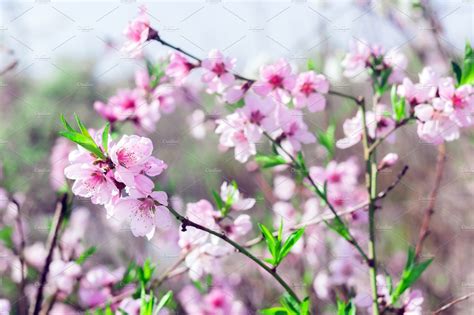 What does each flower symbolize? Branches with beautiful pink flowers | High-Quality Nature ...