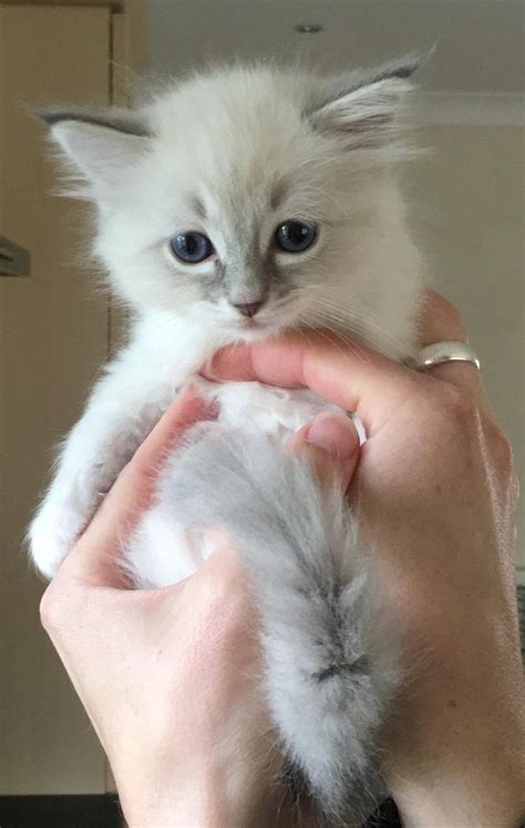 Ragdolls are very nice cats, but as with all purebreds of any type, personalities vary by individual. Rescues Fill New Families With Postable Pride - Life With Cats