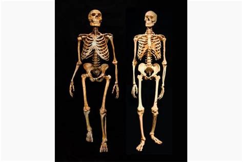 Neanderthal Genetic Landscape Reveals Key Differences With Humans Neanderthal Human Early Humans