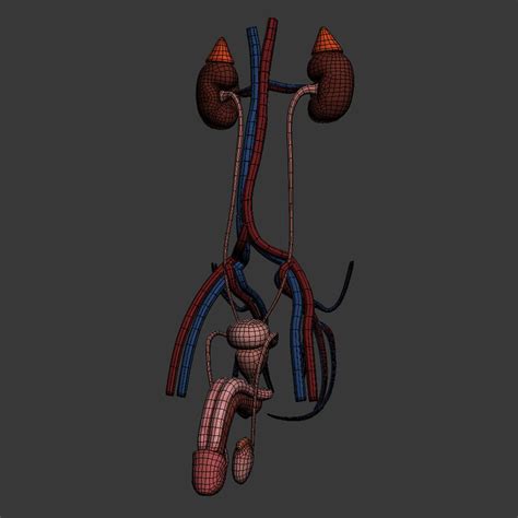 Male Urinary And Reproductive Systems 3d Model 19 Blend Xsi Ma Max