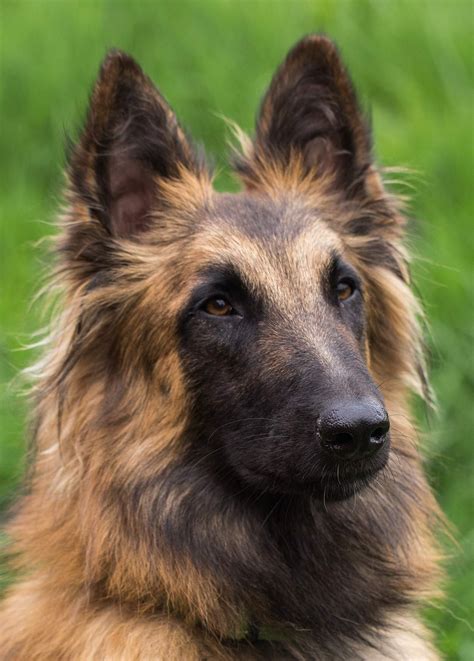Which Breed Of Dog Is Best For Me Belgian Dog Dog Breeds Cute Dogs