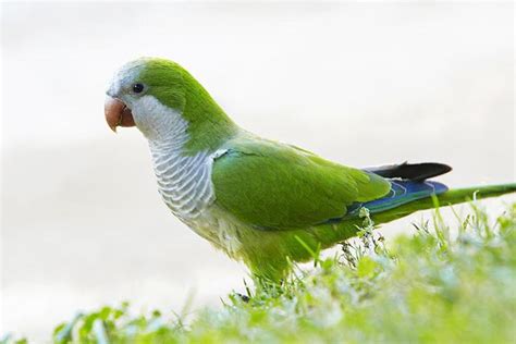 Monk Parakeet Quaker Parrot Profile And Care Guide