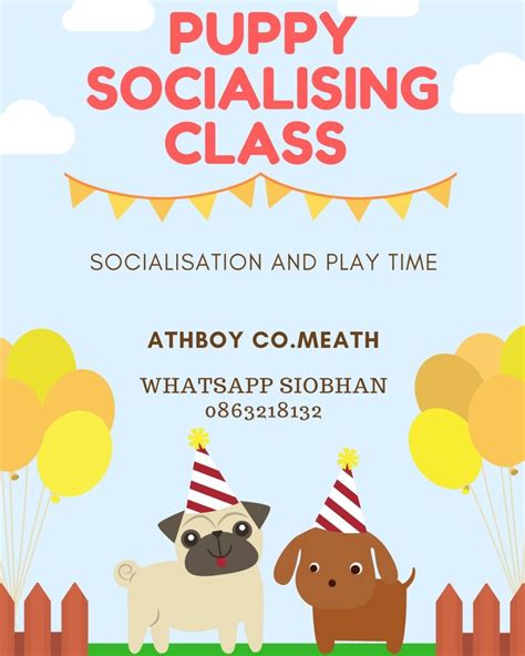 Puppy Socialising Classes - Dublin Pet School